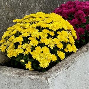 Cimetière Verruyes -  fleurs jaunes