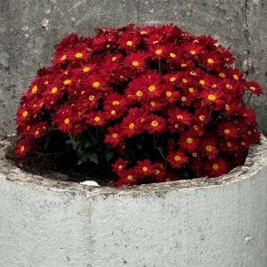 Cimetière Verruyes -  fleurs rouges